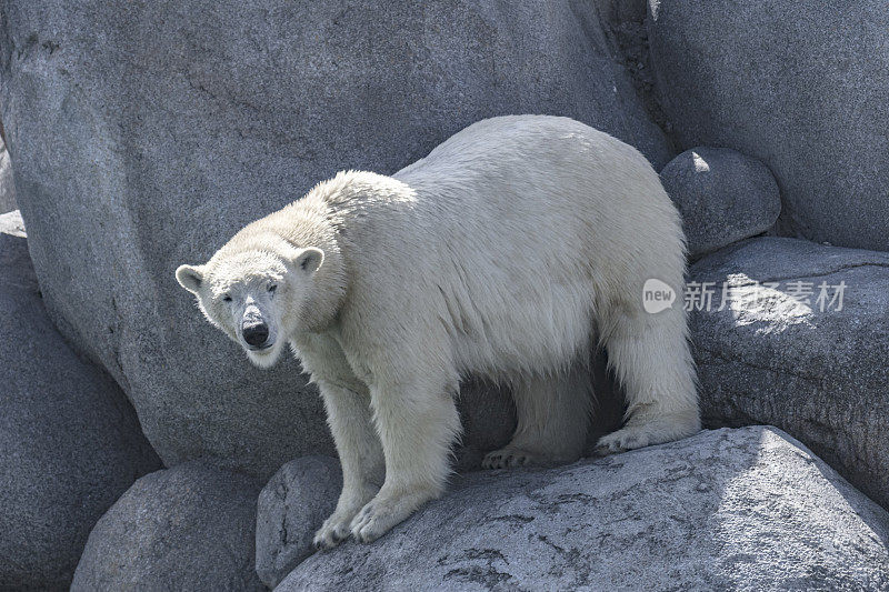 北极熊(Ursus maritimus)站在靠近水边的岩石上